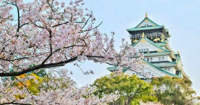 close up photography of cherry blossom tree