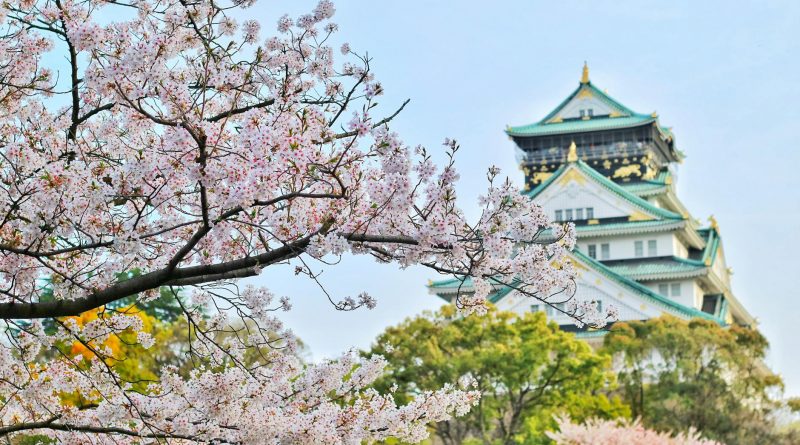 close up photography of cherry blossom tree